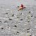 4. The Swim