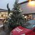 12. Harlow Christmas Lights