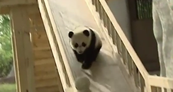 Cute pandas playing on the slide