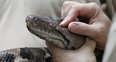chester zoo snake health check