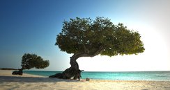 Double Tree