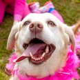 Race for Life Ipswich 2013 Part 2