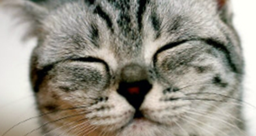 Cat's Protection