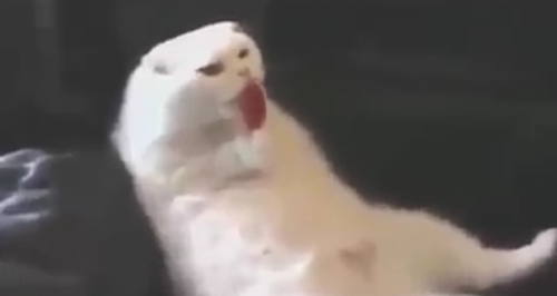 cat licking lolly