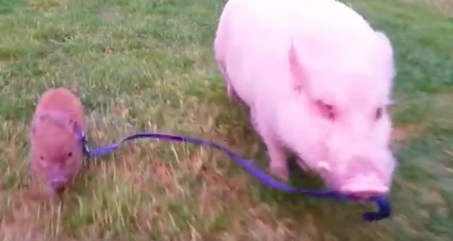 Storyful: Papa pig