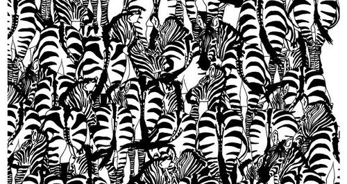 zebra optical illusion