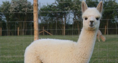 The Alpaca Shop