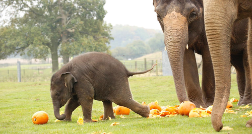 Elephants smashing pumpkins at Whipsnade zoo