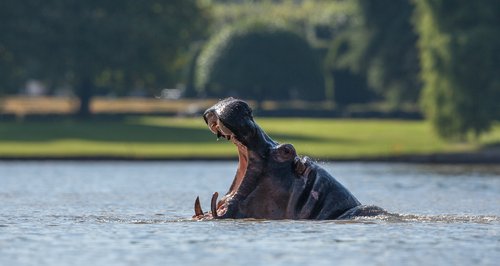 longleat hippo