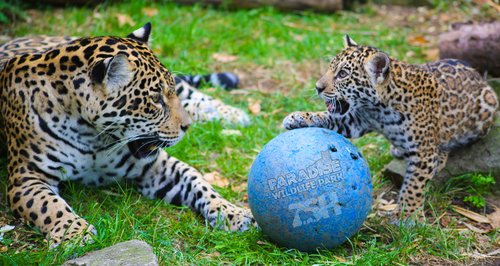Keira the Jaguar at Paradise Wildlife Park